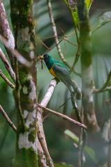 Black throated Trogon photographed in Vargem Alta, Espirito Santo. Southeast of Brazil. Atlantic Forest Biome. Picture made in 2018.
