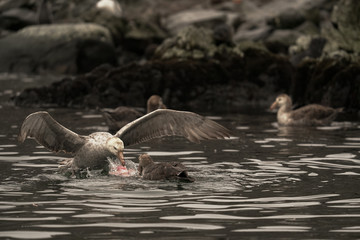 Fototapeta premium Birds Feeding in Waater