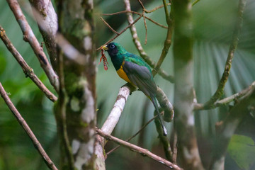 Black throated Trogon photographed in Vargem Alta, Espirito Santo. Southeast of Brazil. Atlantic Forest Biome. Picture made in 2018.