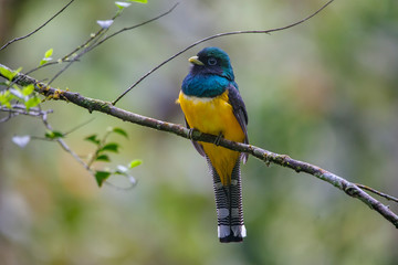 Black throated Trogon photographed in Vargem Alta, Espirito Santo. Southeast of Brazil. Atlantic Forest Biome. Picture made in 2018.