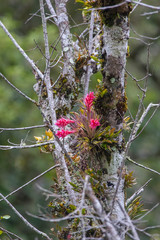 Orchids photographed in Vargem Alta, Espirito Santo. Southeast of Brazil. Atlantic Forest Biome. Picture made in 2018.