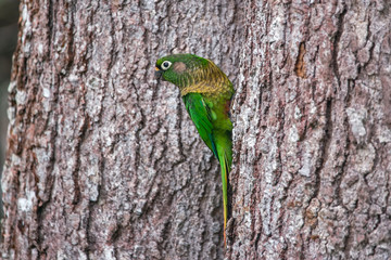 Maroon bellied Parakeet photographed in Vargem Alta, Espirito Santo. Southeast of Brazil. Atlantic Forest Biome. Picture made in 2018.