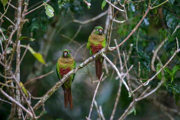 Maroon bellied Parakeet photographed in Vargem Alta, Espirito Santo. Southeast of Brazil. Atlantic Forest Biome. Picture made in 2018.