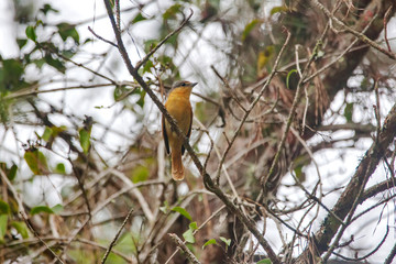 Chestnut crowned Becard photographed in Vargem Alta, Espirito Santo. Southeast of Brazil. Atlantic Forest Biome. Picture made in 2018.
