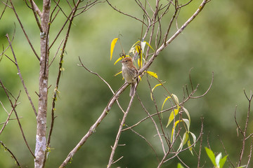 Bran colored Flycatcher photographed in Vargem Alta, Espirito Santo. Southeast of Brazil. Atlantic Forest Biome. Picture made in 2018.