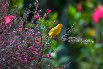 Saffron Finch photographed in Vargem Alta, Espirito Santo. Southeast of Brazil. Atlantic Forest Biome. Picture made in 2018.