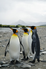 Fototapeta premium Three King Penguins