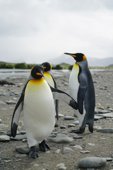 Three King Penguins Up to No Good