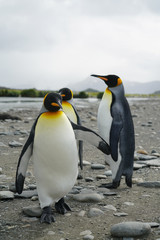 Fototapeta premium Three King Penguins Up to No Good