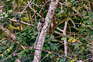 Black Tufted ear Marmoset photographed in Florianopolis, in Santa Catarina. South of Brazil. Atlantic Forest Biome. Picture made in 2018.