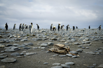 Obraz premium Penguin Circle of Life