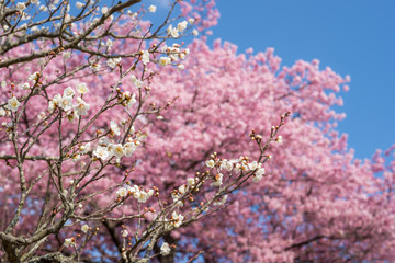 河津桜の花をバックに白梅の花