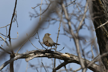 American Robin perched on a branch with blue sky in the background