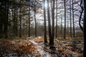forest in the morning