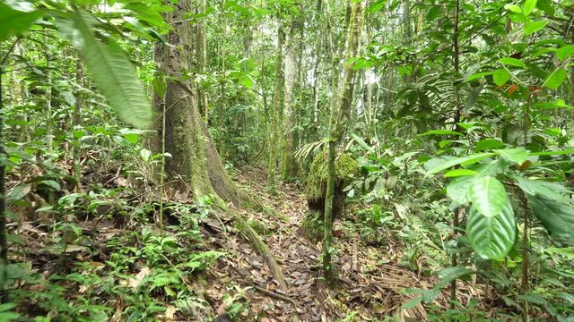 Walking through pristine Amazonian rainforest in Yasuni National Park, the Ecuadorian Amazon