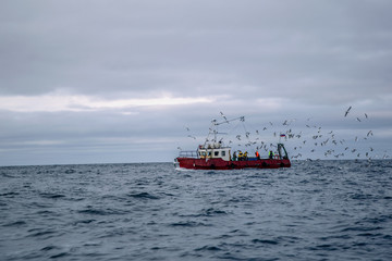 Fishermen surrounded by seagulls fish on a fishing trawler