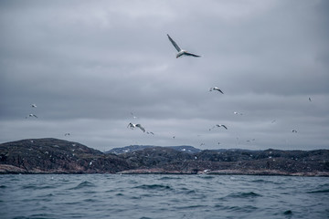 seagulls flying over the sea