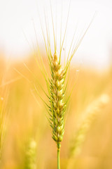 Fototapeta premium Wheat rose plant landscape backgrounds Crop planting Agricultural crops Farming green yellow PHOTO FOOD