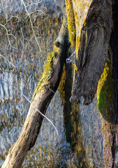 tree trunks in the woods