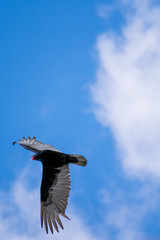 turkey vulture in flight