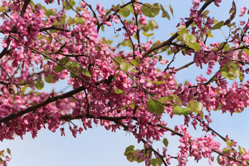 Judas tree with pink flowers (Cercis siliquastrum)