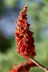 poison sumac close up