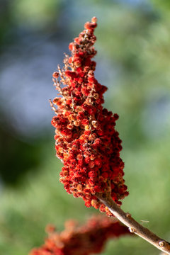 Poison Sumac Close Up