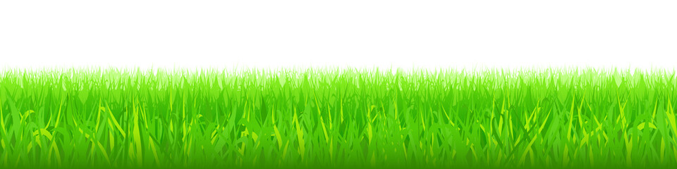 Obraz premium Green grass on white background, panoramic view, vector illustration