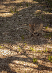 Cute little Quokka closeup looking for food on Rottnest Island, Western Australia. This animal looking like a tiny kangaroo is only found on this island