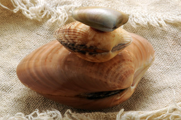 Frutti di mare ft0204_6030 Seafood