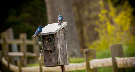 tree swallow