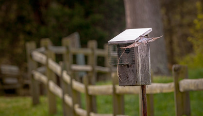 bird and its house 