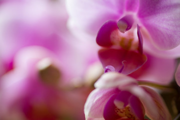 close up of pink orchid