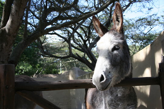 Burro, Asno en granja
