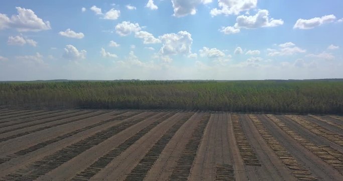 Aerial View of Artificial Forest in Countryside of Paraguay, Deforestation for Economic Purpose