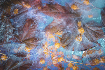 Naklejka premium Frozen Maple Leaves Background in Blue-Yellow Tones