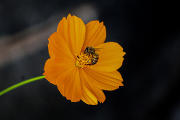 yellow flower on black