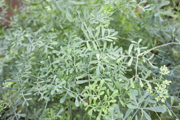 Obraz premium ヘンルーダの葉