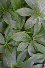 クリスマスローズの葉