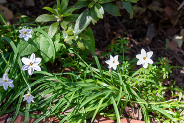 Star of Bethlehem 