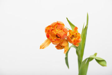 Vibrant Orange tulips on white background