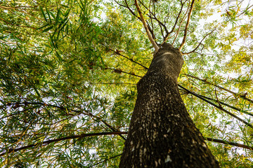 Trees, leaf, bamboo with sunlight and sky in background