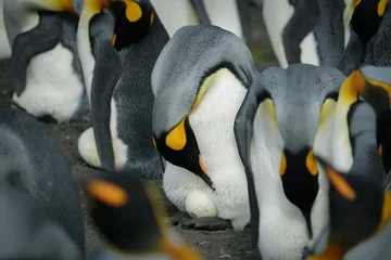 Fototapeten Penguin Checking on Egg © MaryCatalan