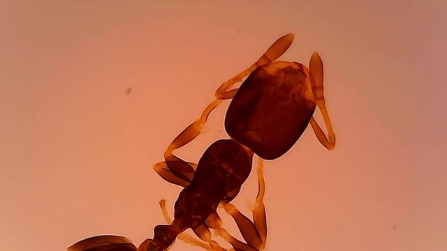 Microscope Ant Whole Mount x1200