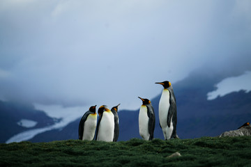 Penguin Meeting