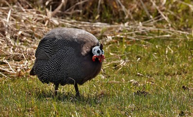 Domestic guineafowl Helmeted guineafowl breed Domestic guineafowl, sometimes called pintades, pearl hen, or gleanies, are poultry originating from Africa.

