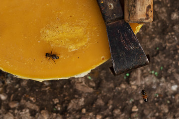 A large piece of yellow wax and beekeeper tools. Bees are flying. Home apiary. Flat lay