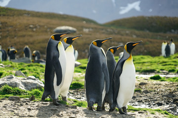 Fototapeta premium Penguins Friends Looking Out