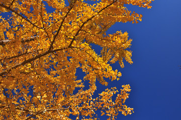 いちょう　紅葉