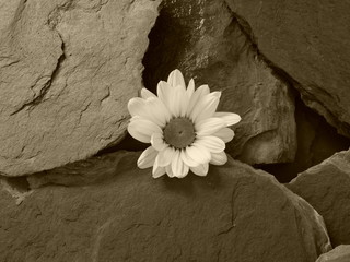 Blüte auf Schiefer Schwarz Weiss